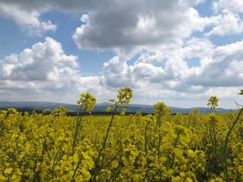 Scenic view of oilseed rape field against cloudy sky