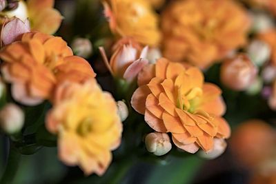 Close-up of orange flowering plant