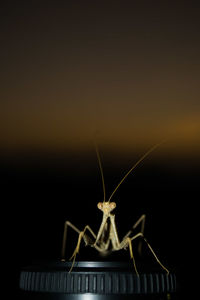 Close-up of insect