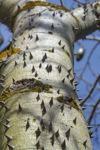 Low angle view of tree trunk