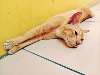 High angle view of a cat lying on floor