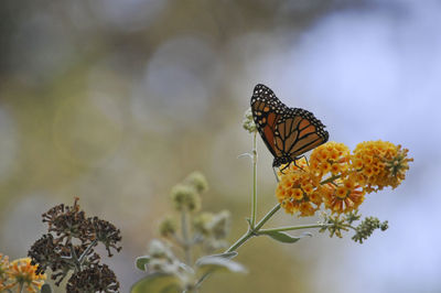 Close-up of butterfly perching on plant