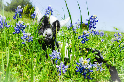 Goat on field