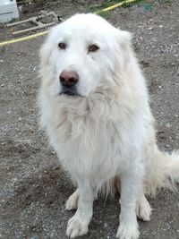 Portrait of white dog standing on land