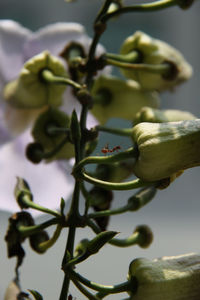 Close-up of ant on plant