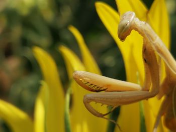 Close-up of yellow flowering plant