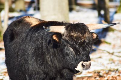 Close-up of cow standing outdoors