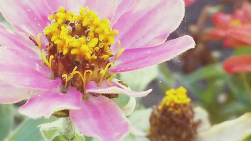 Close-up of bee on pink flower