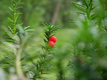 Close-up of red berries on tree