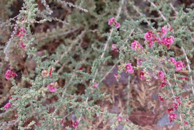 Close-up of pink flowering plants