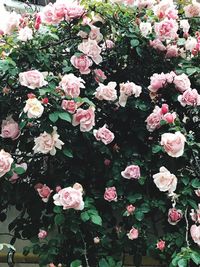 Close-up of pink flowers blooming outdoors