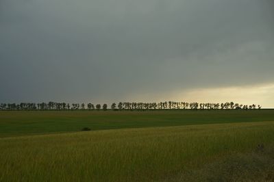 Scenic view of agricultural field against sky