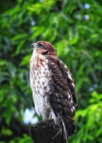 Close-up of a bird