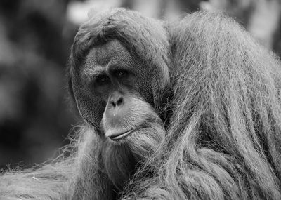 Close-up portrait of monkey