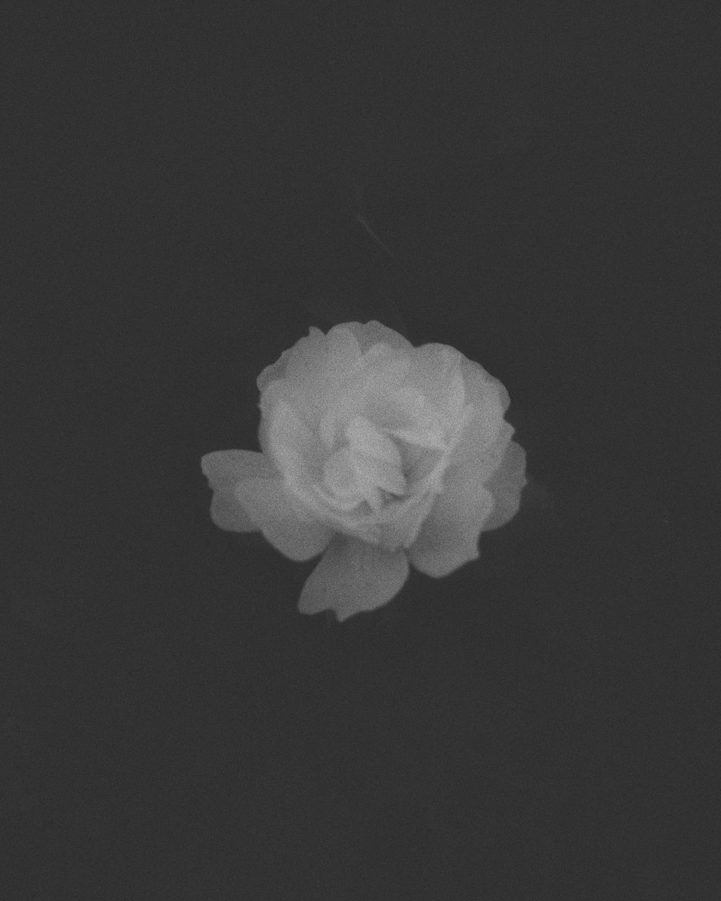 CLOSE-UP OF WHITE FLOWER AGAINST BLACK BACKGROUND