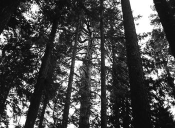 Low angle view of trees in forest