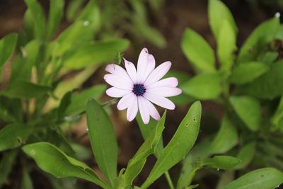 Close-up of purple flower