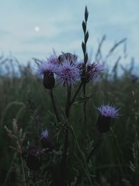 Close-up of purple flowers