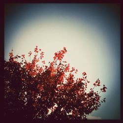 Low angle view of trees against clear sky