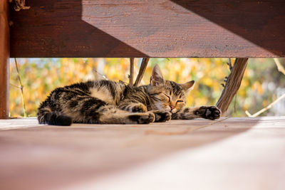 Close-up of cat lying on wooden table