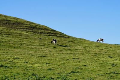 Cows on a green hill with blue sky