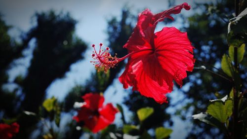 Close-up of red hibiscus blooming outdoors