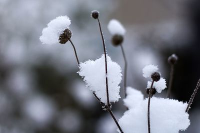 Close-up of frozen plant