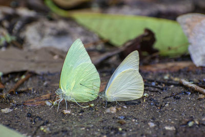 Close-up of butterfly on leaf