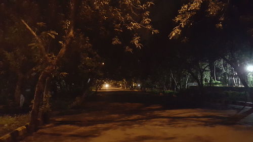 View of illuminated trees at night
