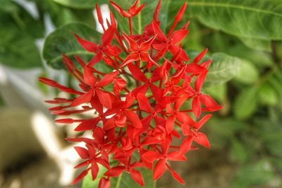 Close-up of red flowering plant