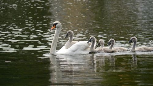 Swan family swimming in lake