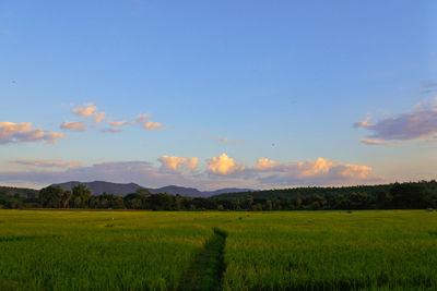 Scenic view of agricultural field against sky