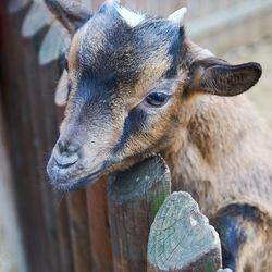 Close-up portrait of goat