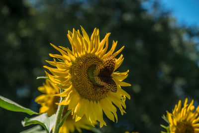 Close-up of sunflower on plant