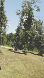 Trees in forest