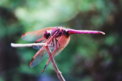 Close-up of dragonfly on plant