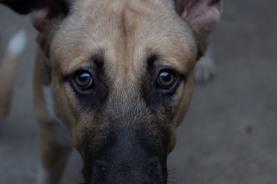 Close-up portrait of dog