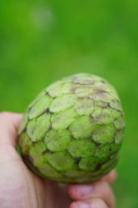 Close-up of hand holding fruit