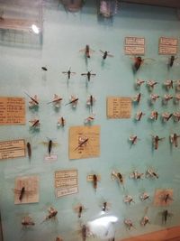 High angle view of birds on wall