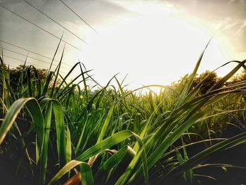 Close-up of fresh green grass in field against sky