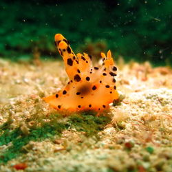 Close-up of fish swimming in sea