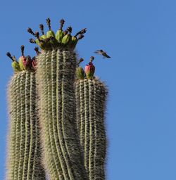 Low angle view of cactus against clear blue sky