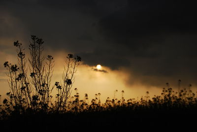 Silhouette plants on field against sky during sunset