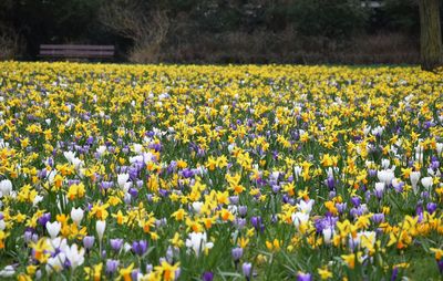 Close-up of fresh yellow flowers in field