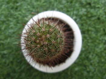 Directly above shot of cactus plant