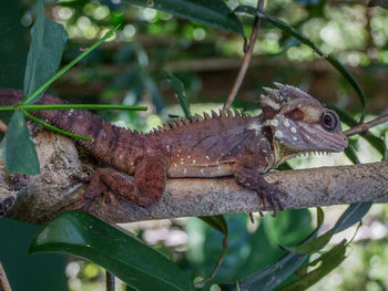 Close-up of a lizard on tree