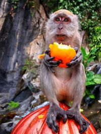 Monkey eating food