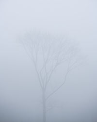 Close-up of bare tree against sky