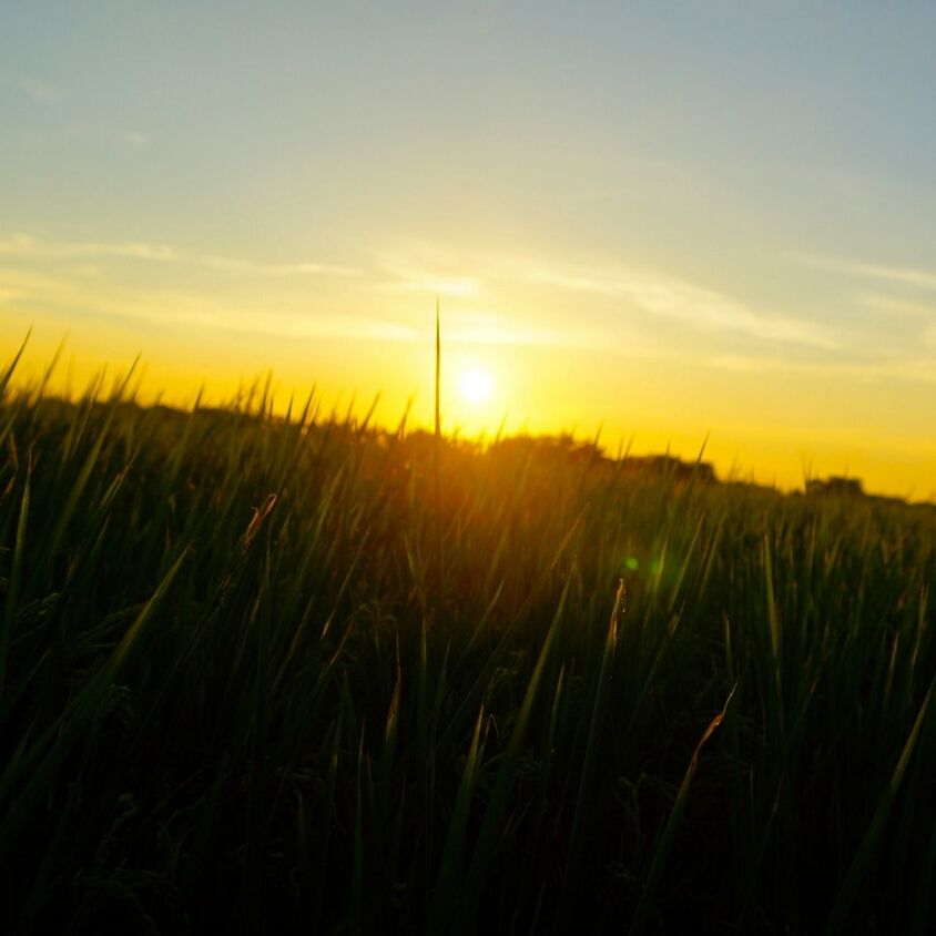 sunset, sun, field, sky, tranquil scene, beauty in nature, tranquility, scenics, landscape, nature, orange color, growth, grass, plant, idyllic, sunlight, rural scene, agriculture, crop, silhouette