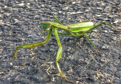 Close-up of insect on leaf